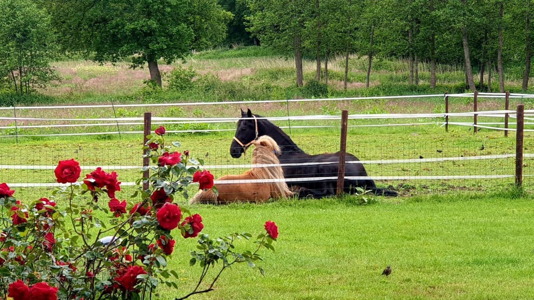 B&B Kuiper In Friesland Ureterp Zewnętrze zdjęcie