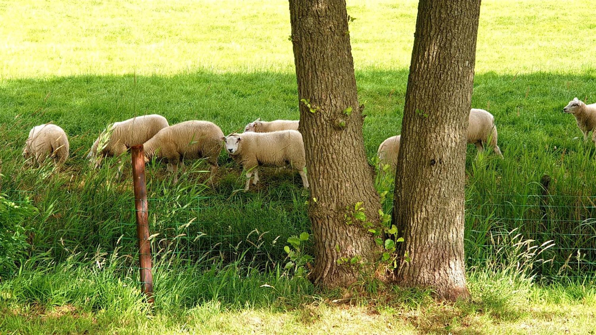 B&B Kuiper In Friesland Ureterp Zewnętrze zdjęcie